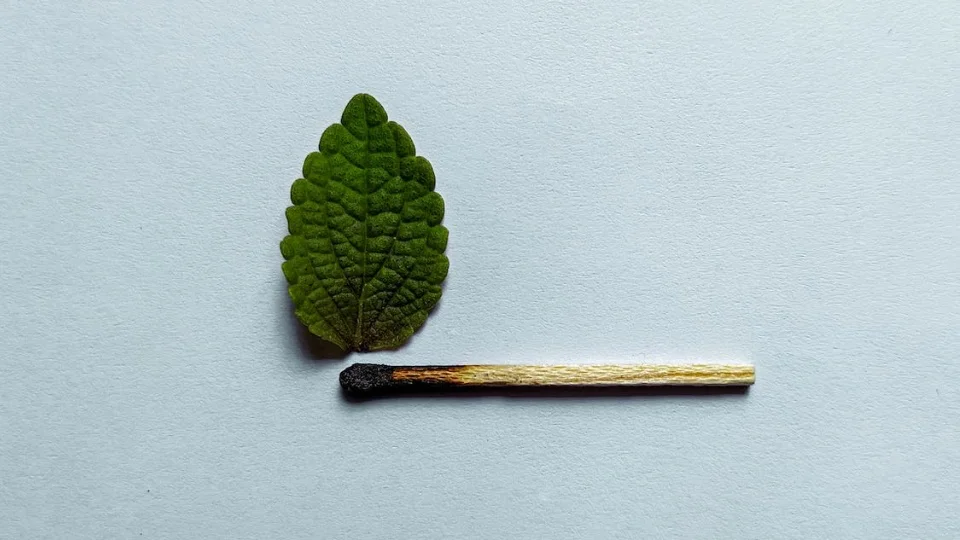 A mint leaf and a burnt match