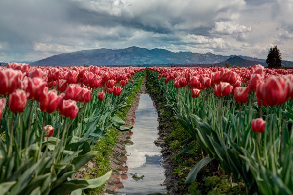I ❤️ Tulips